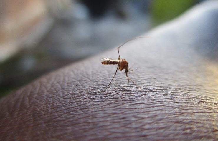 Dengue