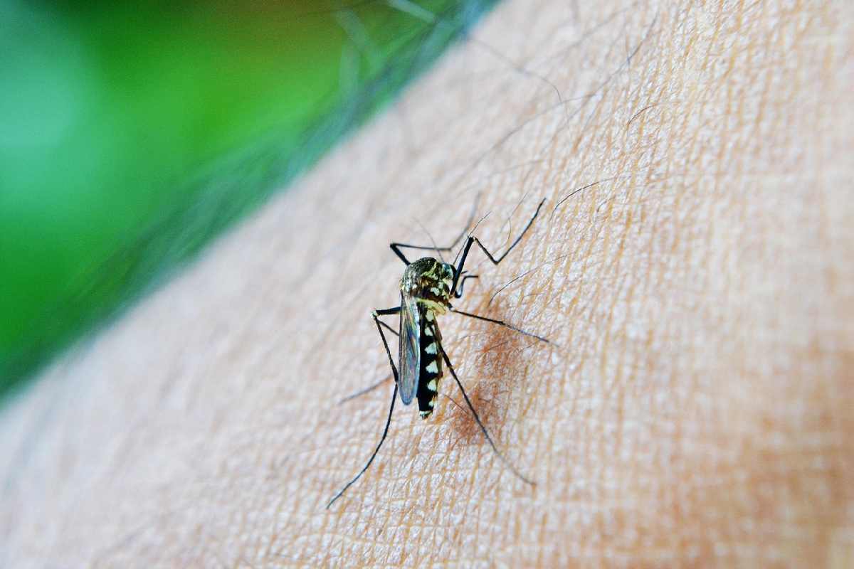 Dengue