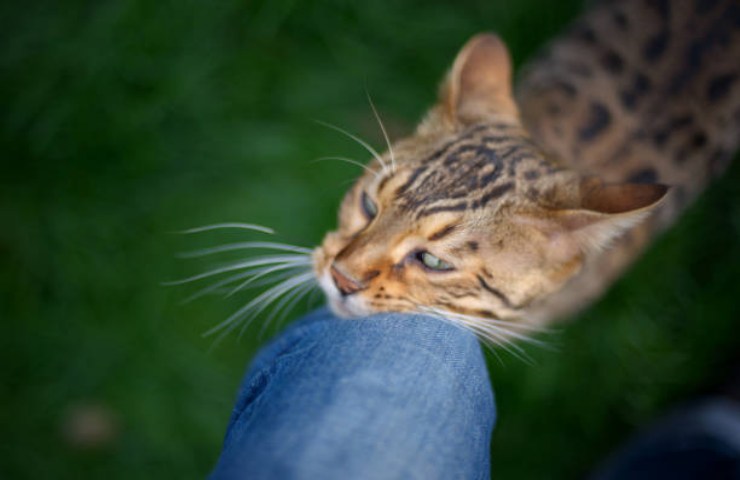 Gatto con il padrone