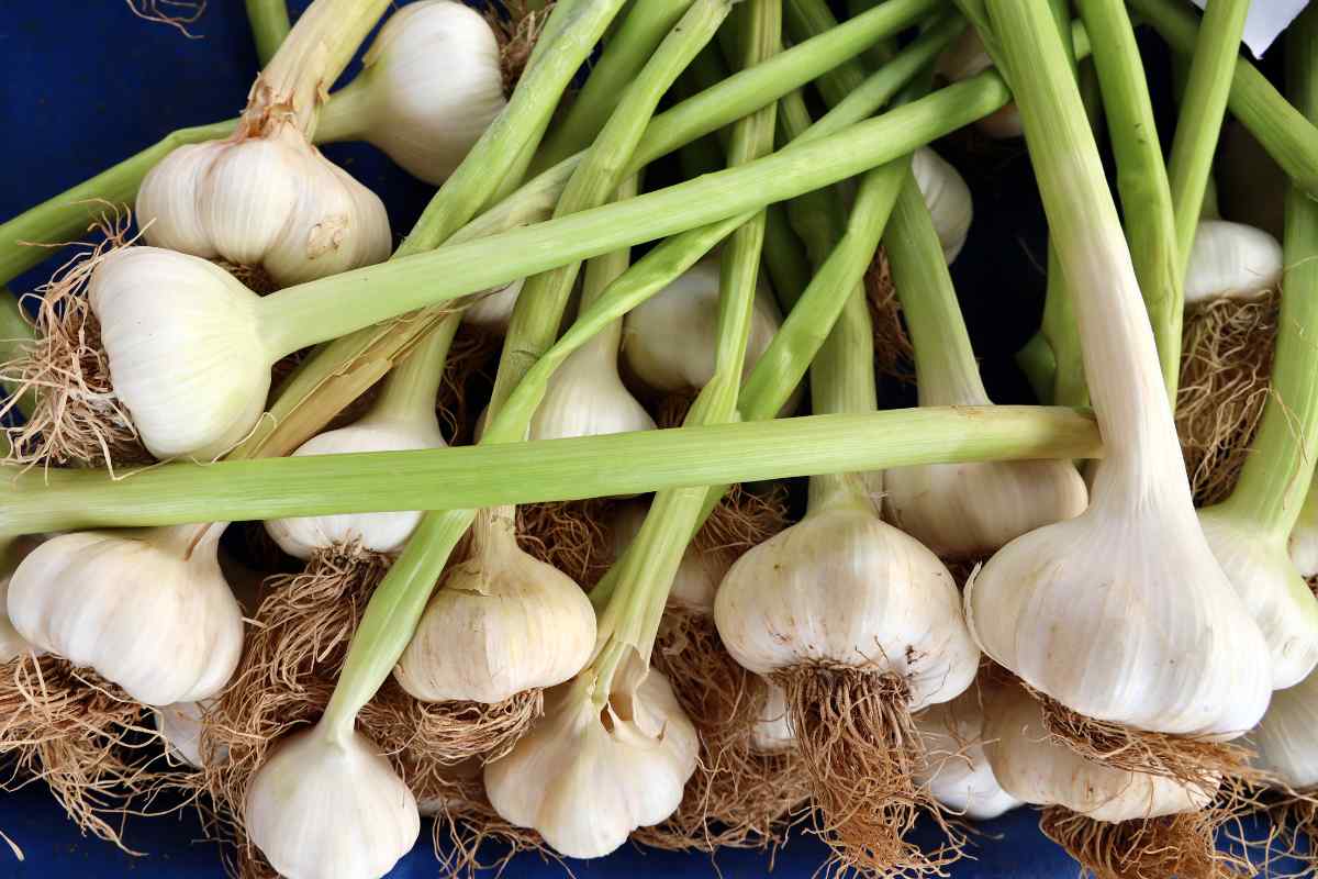 Perché piantare uno spicchio d'aglio in un vaso