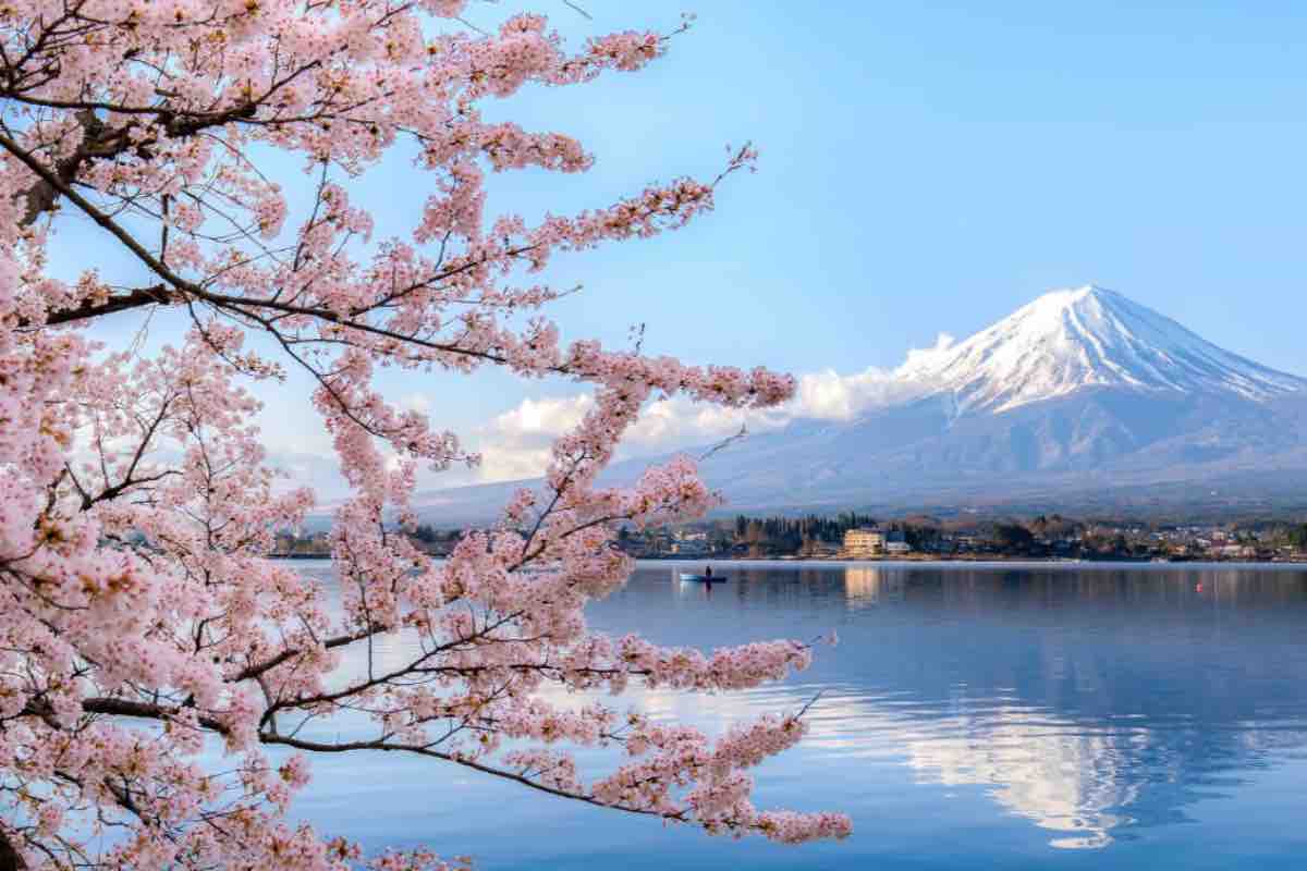 fiori di ciliegio sakura cosa sono