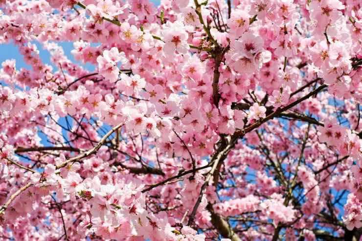 fiori di ciliegio giappone cosa c'è da sapere